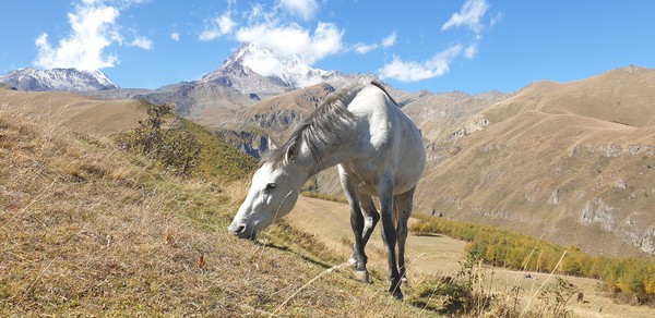 백마와 카즈벡 @뉴스코리아 박철호 특파원