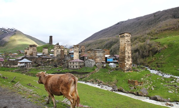 조지아는 사람과 자연 그리고 가축들이 공존 한다 - 길가에 소,개 ,돼지,닭들이 모두 함께 다닌다 (유럽 최고의 고산 마을 우쉬굴리) @뉴스코리아 박철호 특파원