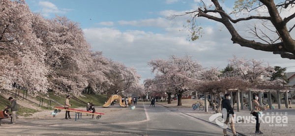 2021.04.03 관동지방의 평년보다 10일 빠른 벚꽃 만개-@뉴스코리아 도쿄 김양현 특파원