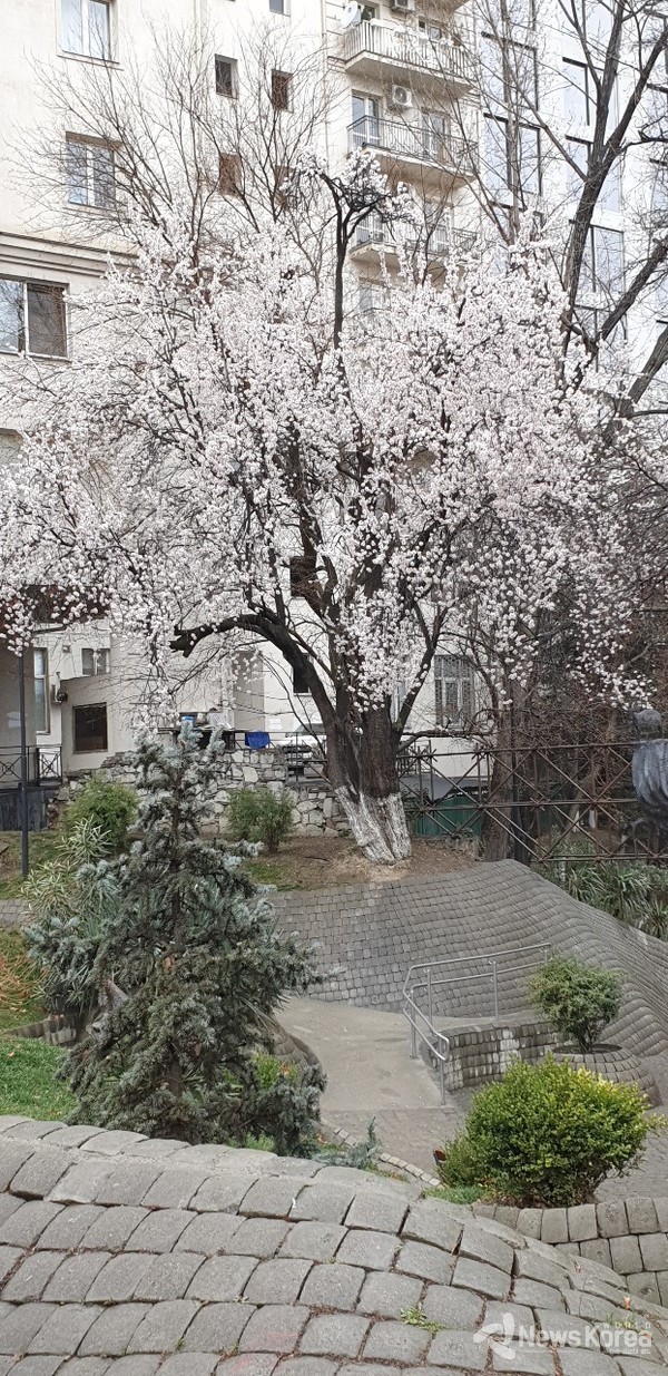 봄이 오고 있는 조지아 @뉴스코리아 박철호 특파원