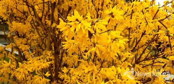 봄은 왔는데 코로나로 암울 하기만 한 조지아 @ 뉴스 월드 코리아 박 철호 특파원