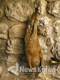 양 가죽에 담은 와인을 다 마시면 딱딱하게 굳는다 @ 뉴스코리아 박철호 특파원