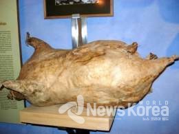 새 와인을 담은 양 가죽 @뉴스코리아 박철호 특파원