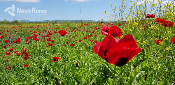 카케티 지역의 알라지니 평야의 야생화들 @뉴스코리아 박철호 특파원