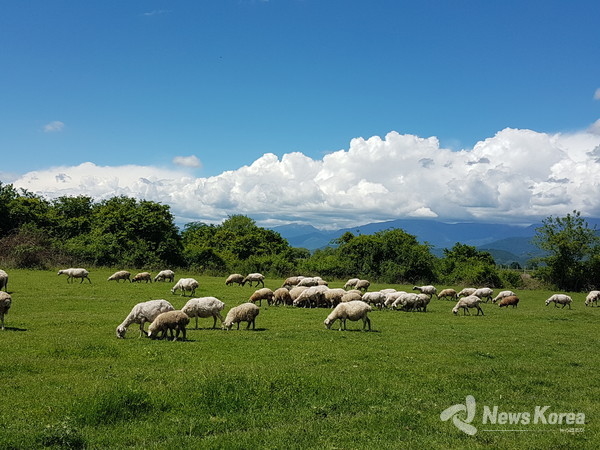 조지아의 목축은 모두 방목이다 , 양,소,돼지,개,닭 @뉴스코리아 박철호 특파원