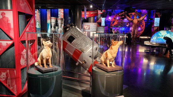 지구로 살아 돌아온 첫 생명체 벨카와 스트렐카. 스트렐카의 새끼 중 한 마리는 미국 대통령 존F 케네디에게 선물. 냉전 시기 화해의 상징이 됨 @뉴스코리아 안정현 특파원