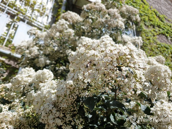 조지아에 만개한 봄꽃들 @뉴스코리아 박철호 특파원