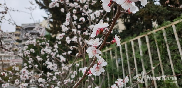 만개한 조지아의 봄꽃 @뉴스코리아 박철호 특파원