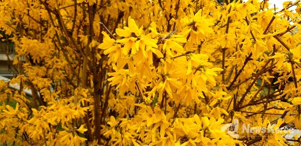 조지아의 봄이 찾아왔음을 실감하게 하는 봄꽃들 @뉴스코리아 박철호 특파원