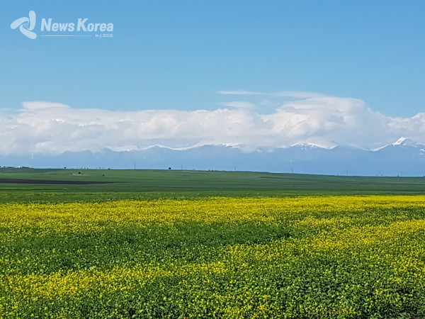 조지아의 밀밭 지역 지평선 너머 코카서스 산맥이 펼쳐저 있다. @뉴스코리아 박철호 특파원