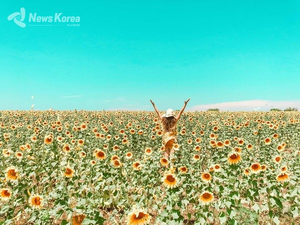 밀 수확이 끝나는 6월 부터 밀밭 지역이 해바라기 밭이 된다. @뉴스코리아 박철호 특파원