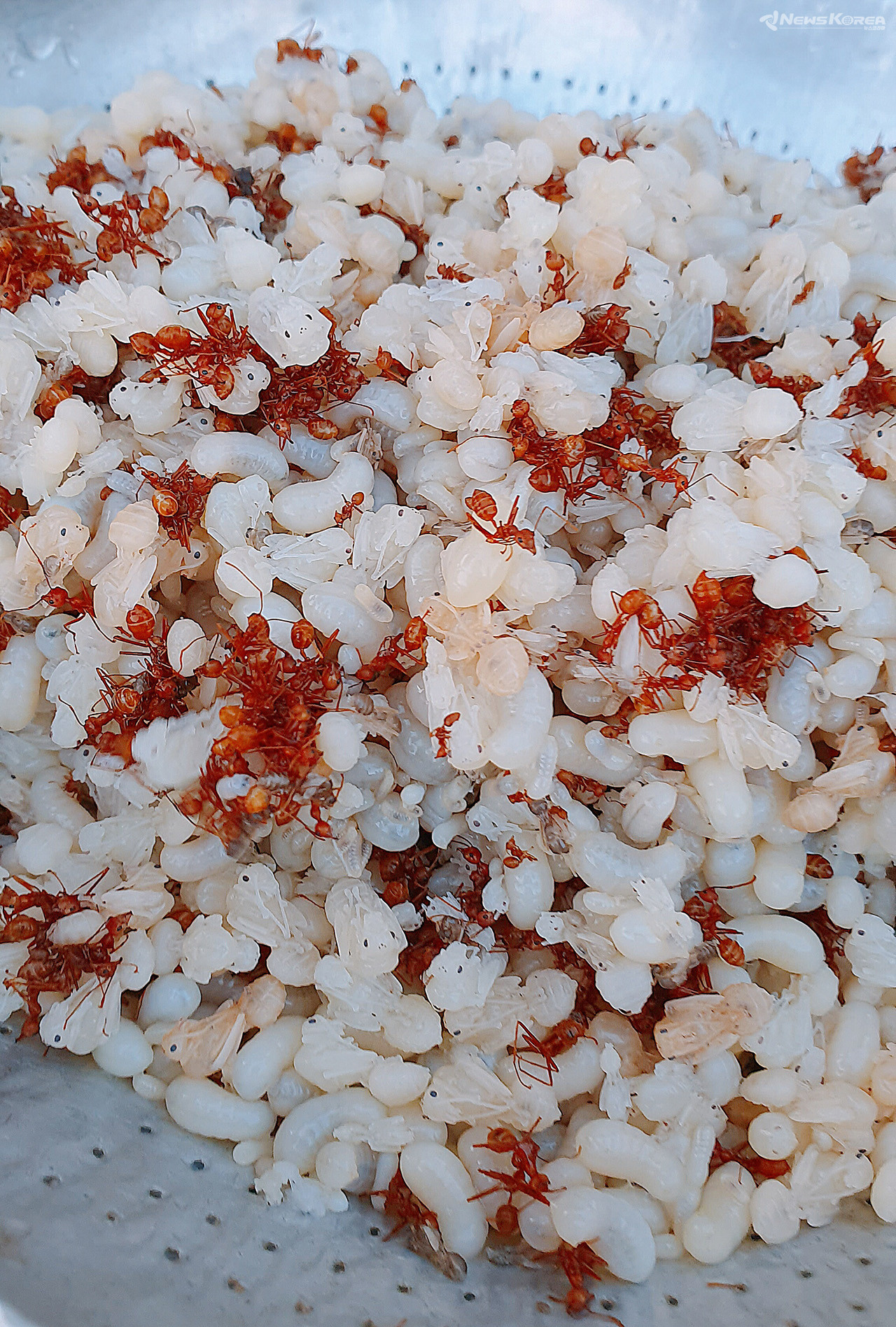 카이못댕(ไข่มดแดง) @뉴스코리아 김대민 특파원