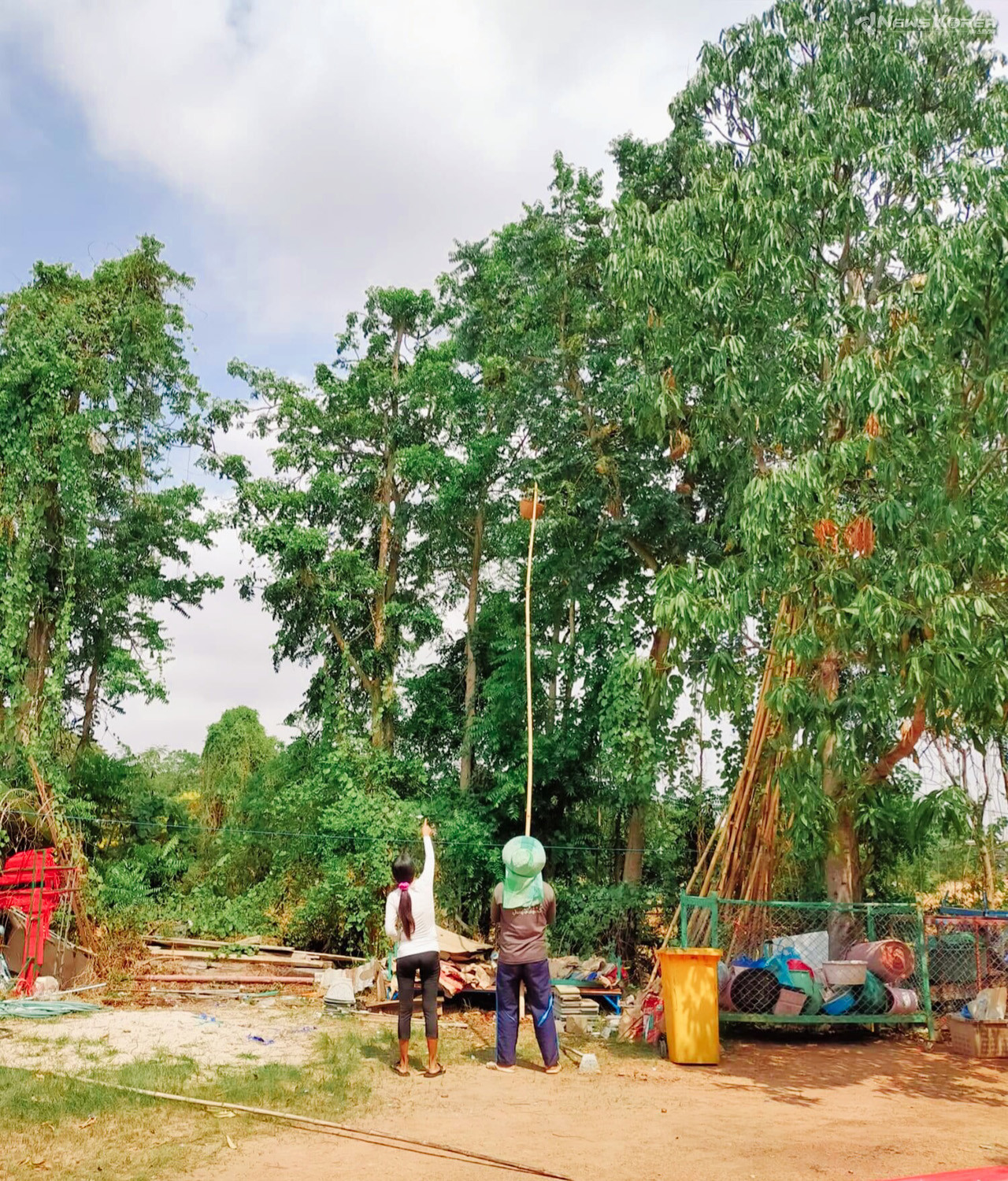 붉은 개미알을 채취하고 있다. @뉴스코리아 김대민 특파원