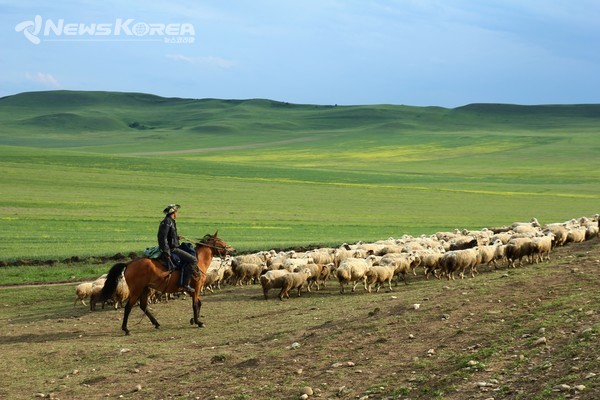 목동과 양들 (목동은 늘 깐지를 가지고 다닌다) @뉴스코리아 박철호 특파원