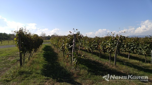 조지아 포도는 키가 최고 1미터 20 정도로 가지 치기를 한다 @뉴스코리아 박철호 특파원