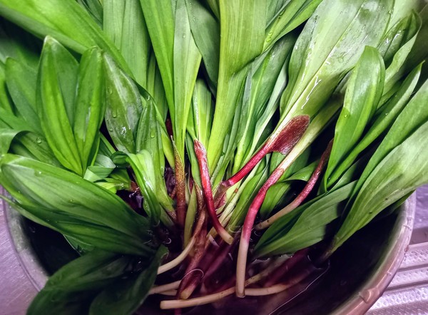 교자 닌니쿠(울릉산 마늘),뿌리 제거후 붉은 껍질을 제거합니다 @뉴스코리아 김경전 특파원