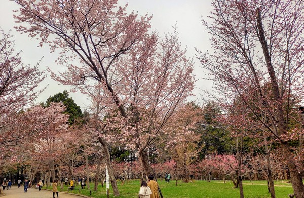 마루야마 공원 벚꽃 2021/4/24 @뉴스코리아 김경전 특파원