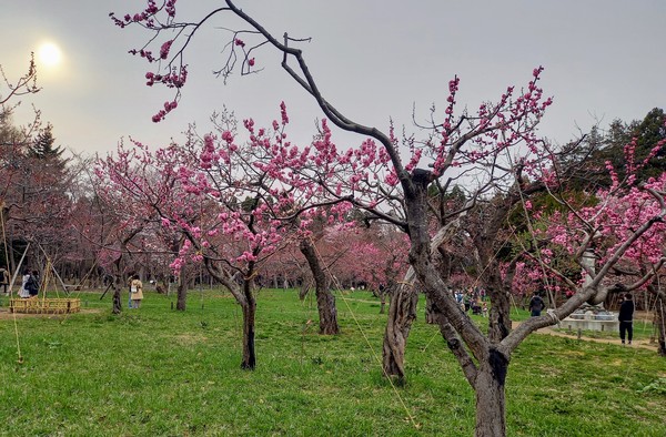 마루야마 공원 매화 20214/24 @뉴스코리아 김경전 특파원