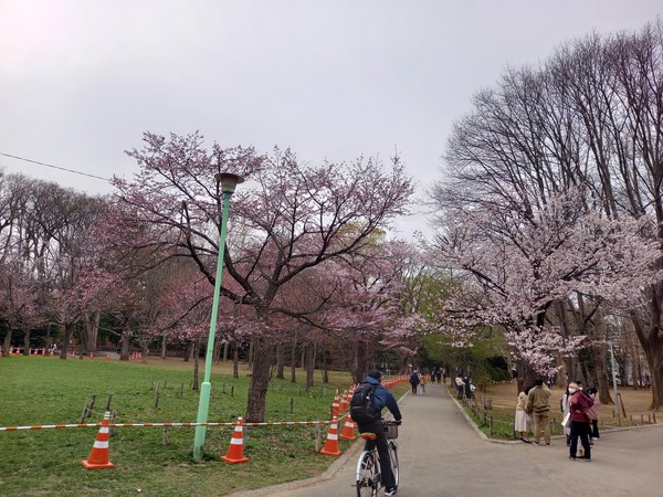 하나미 중지로 인해 안전바가 설치되어 출입금지와 화기사용이 금지 되었다. @뉴스코리아 김경전 특파원