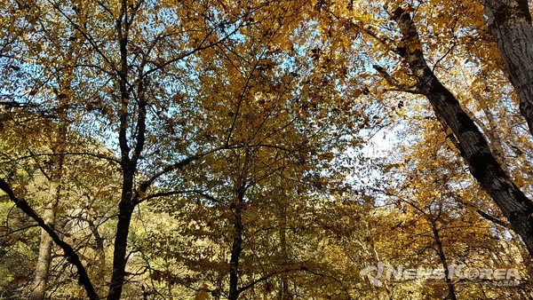 한국 산 같은 보르조미 국립 공원 @ 뉴스 코리아 박 철호 특파원