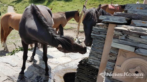 해발 2,200미터의 약수터  사람,말,개,소다 같이 공존하며 마신다@ 뉴스 코리아 박 철호 특파원
