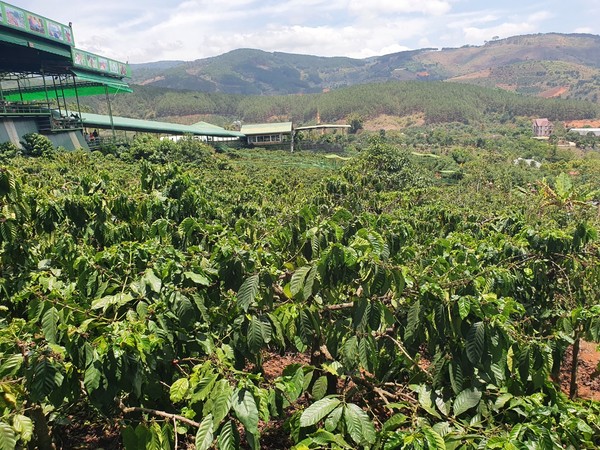 빽빽한 커피 나무들을 바로 앞에서 체험할수 있다. @뉴스코리아 이웅연 특파원 