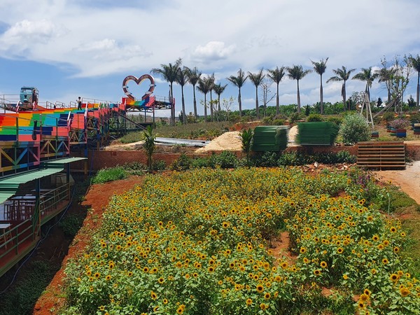 커피 농장 한켠에 있는 작은 해바라기밭이 이색적이다. @뉴스코리아 이웅연 특파원 
