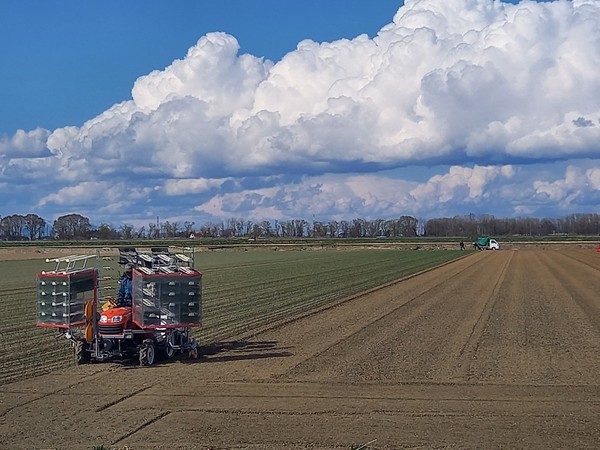 양파 심는 모습 @뉴스코리아 김경전 특파원