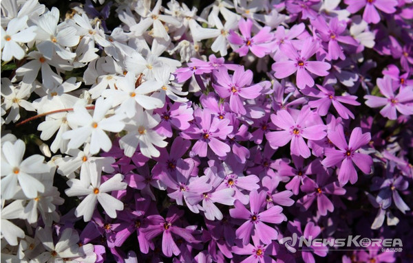 꽃잔디가 만발한 군마현 오오타시 @뉴스코리아 김양현 특파원