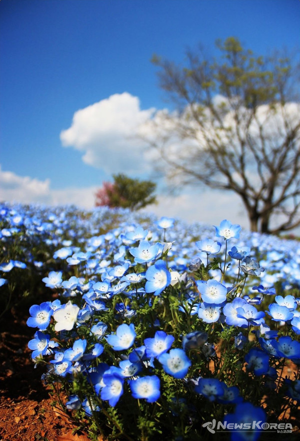 네모필라는 우리말로 유리당초 @뉴스코리아 김양현 특파원