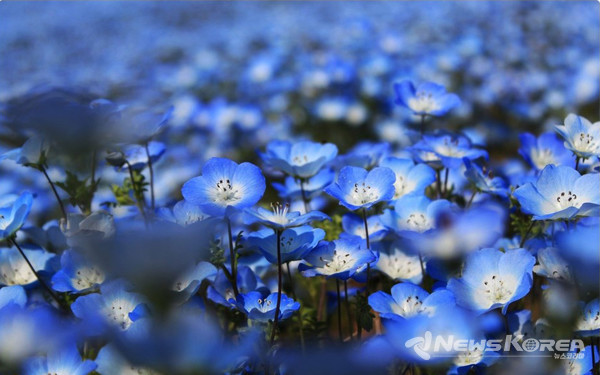 바람에 한들거리는 네모필라 @뉴스코리아 김양현 특파원