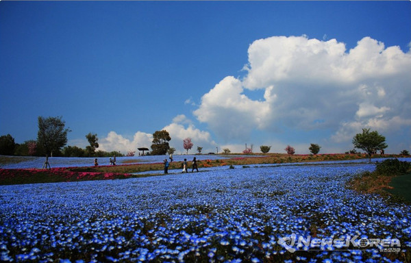하늘과 언덕의 네모필라는 바다를 연상케한다. @뉴스코리아 김양현 특파원