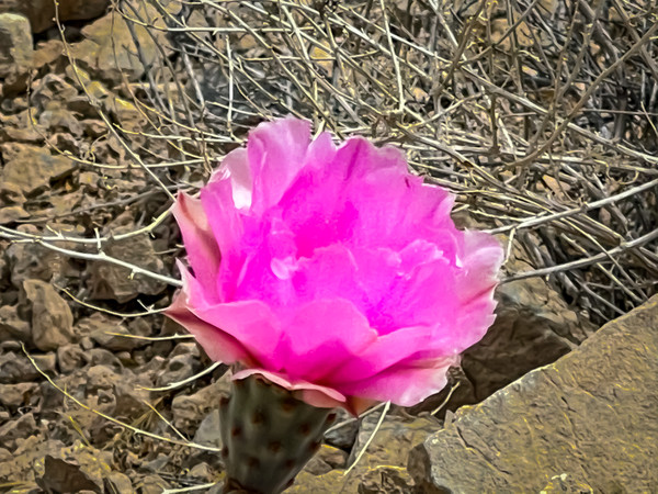 우리나라에도 흔한 다육이과 식물 “선인장”. 손바닥을 닮았다는 한문식 명칭이다. 대한민국 전역 야외에서도 자랄만큼 추위에도 아주 강하다. 한국에서는 주로 노란색의 꽃이 피는데 이런 분홍색꽃은 사막에서 피어서 그런지 더더욱 아름답고 청아하게 보인다. @뉴스코리아 문성원 특파원