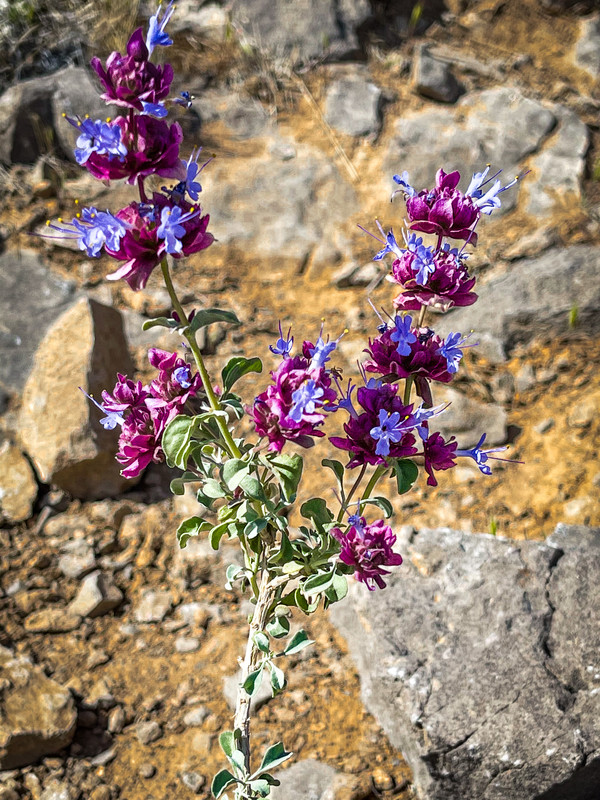 이 독특한 아름다음을 간직한 봄 꽃은 “모하비 세이지(Mojave Sage, Salvia mohavensis)”둥글고 곧은 관목으로 특이한 꽃을 가지고 있다. 꽃줄기 끝에 있는 파랑색 관 모양의 꽃은 파랑색 관모양의 꽃으로, 파랑색 군집으로부터 위쪽으로 약 4분의 1인치 정도 뻗어 있다. 모하비 세이지(Mojave Sage)는 모래, 자갈, 바위 토양의 잘 마르는 토양과 상류 바자다, 어퍼 소노란(Mojave Desert Scrub and Pinyon-Juniper Woodland)의 낮은 산으로 들어가는 적당한 경사지에 있는 식물 공동체의 보편적인 구성 요소이다. @뉴스코리아 문성원 특파원