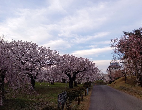 마츠마에 공원의 사쿠라 @뉴스코리아 김경전 특파원