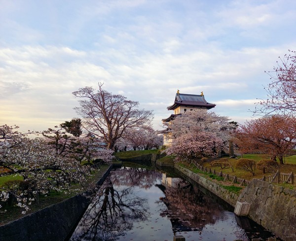 마츠마에 천수각과 벚꽃 @뉴스 코리아 김경전 특파원