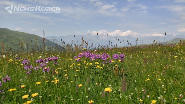 고산 지대에서 만나게 되는 다양한 야생화들 @뉴스코리아 박철호 특파원