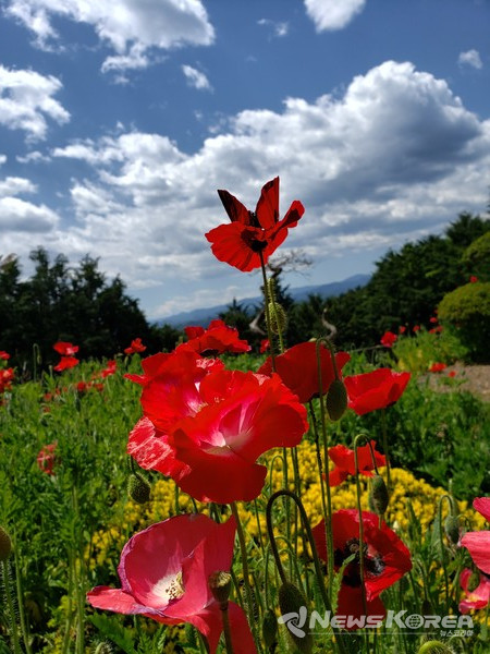 산속에 가득 핀 양귀비 밭 @뉴스코리아 김양현 특파원