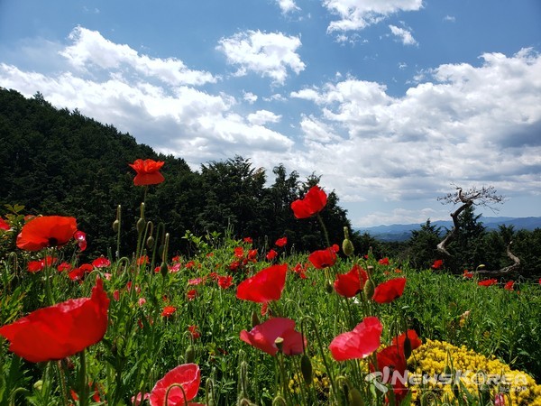 5월 봄바람에 한들거리는 양귀비 꽃 @뉴스코리아 김양현 특파원