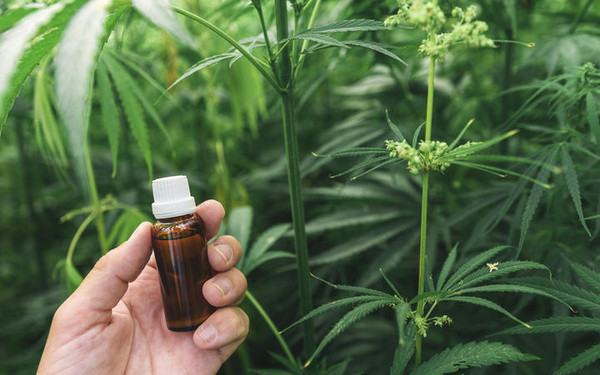 대마 재배 밭에서 대마추출 오일을 들고있는 농부의 손