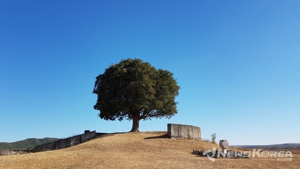 미르자이니 박물관에 피로스마니가 쉬었다고 하는 나무 (뜨거운 여름에도 정말 시원했다) @뉴스코리아 박철호 특파원