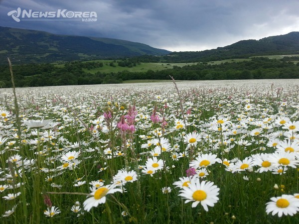  코카서스 조지아의 화려한 야생화 @뉴스코리아 박철호 특파원
