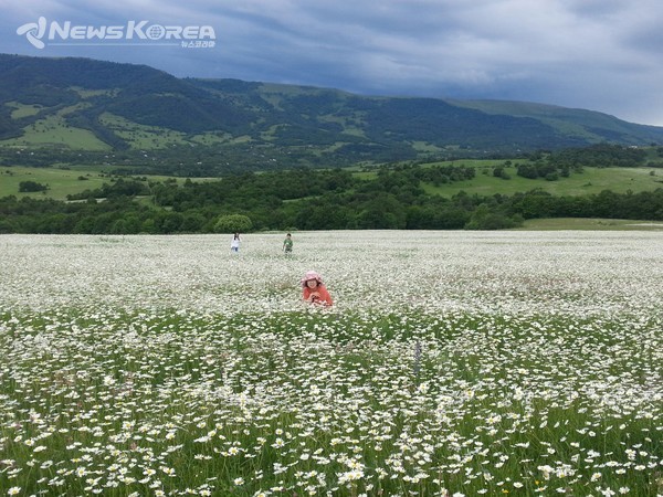 코카서스 조지아의 화려한 야생화 @뉴스코리아 박철호 특파원