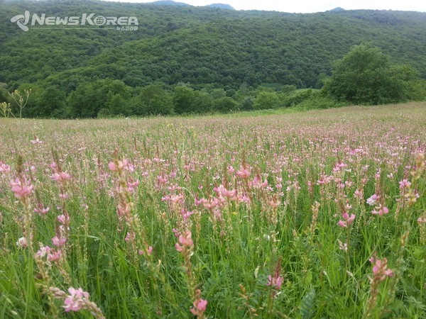 코카서스 조지아의 화려한 야생화 @뉴스코리아 박철호 특파원