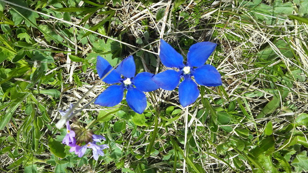 코카서스 조지아의 화려한 야생화 @뉴스코리아 박철호 특파원
