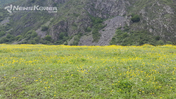 코카서스 조지아의 화려한 야생화 @뉴스코리아 박철호 특파원