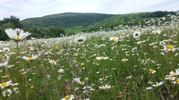 코카서스 조지아의 화려한 야생화 @뉴스코리아 박철호 특파원