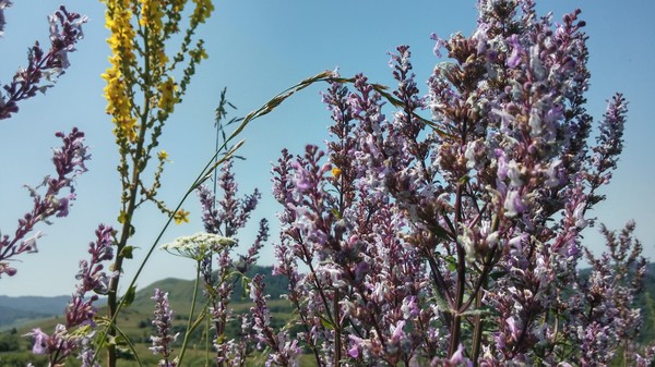 코카서스 조지아의 화려한 야생화 @뉴스코리아 박철호 특파원