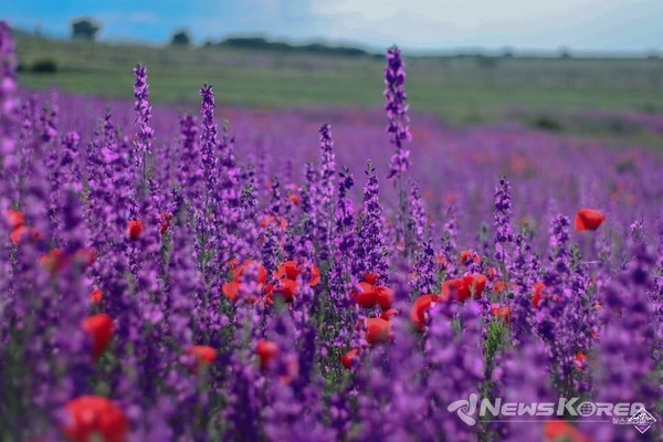 코카서스 조지아의 화려한 야생화 @뉴스코리아 박철호 특파원
