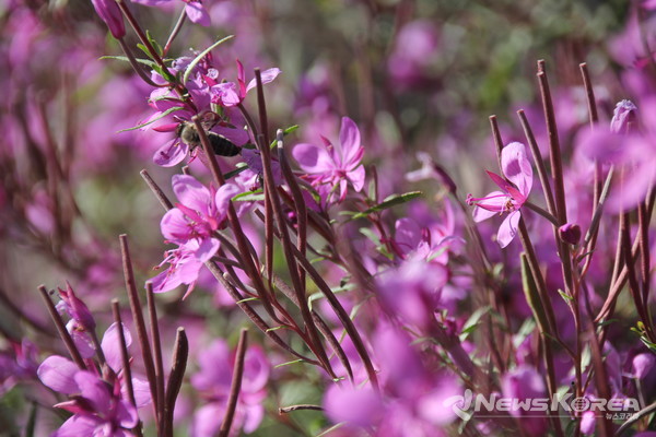 코카서스 조지아의 화려한 야생화 @뉴스코리아 박철호 특파원